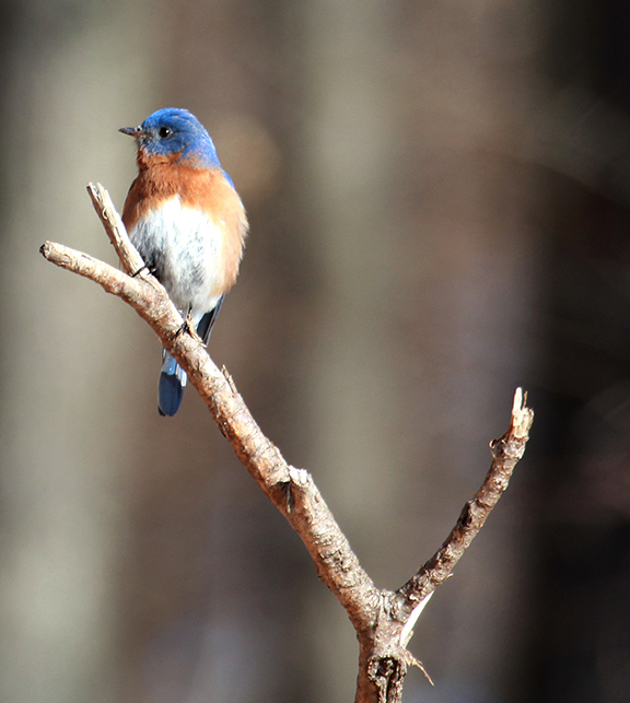 Winter of the Bluebird