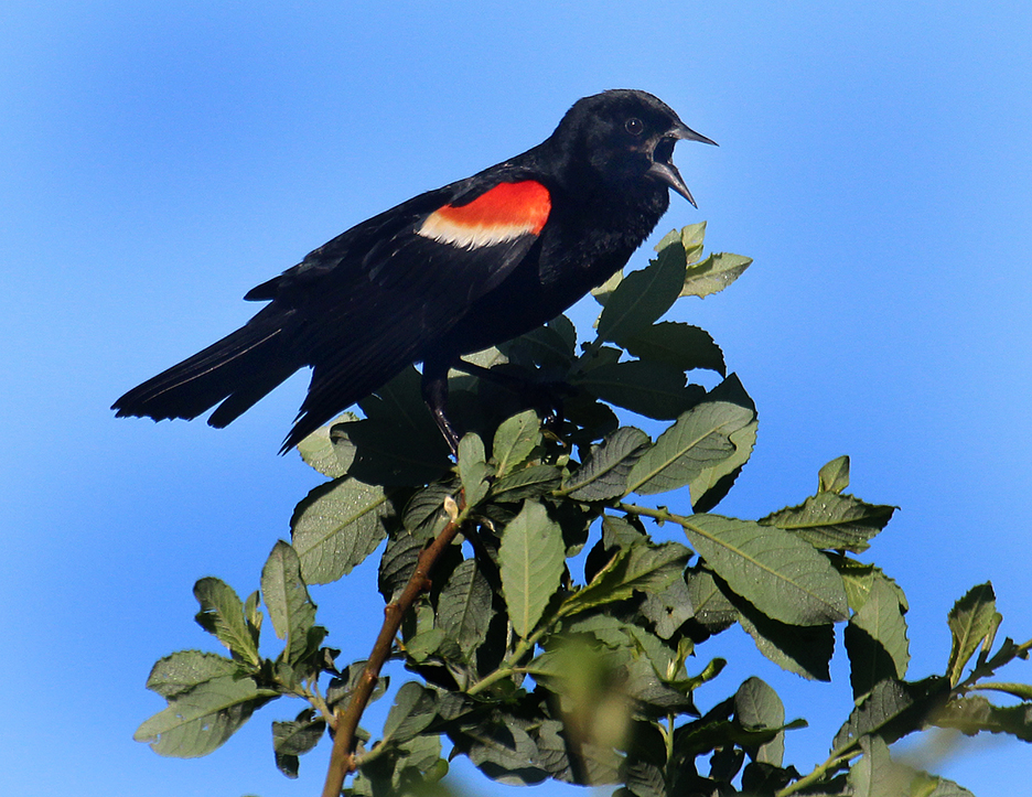 Migrating Blackbirds: Signs of Spring