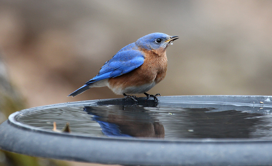 It’s Not All About Bluebirds This Time