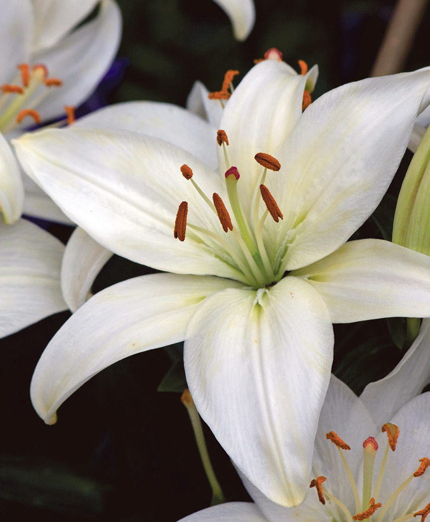 Easter Lilies.