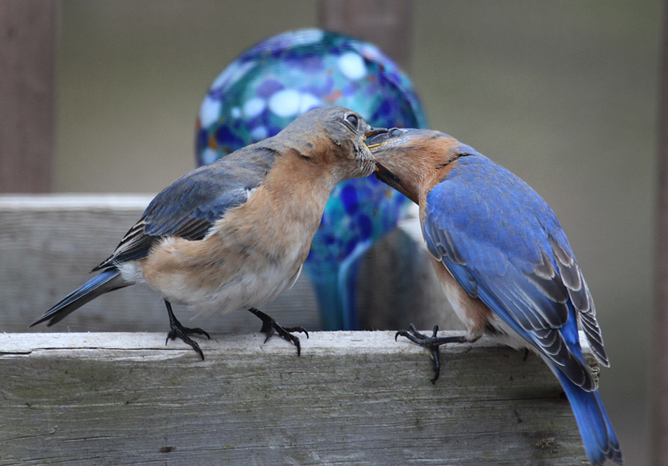 Bluebird Courtship