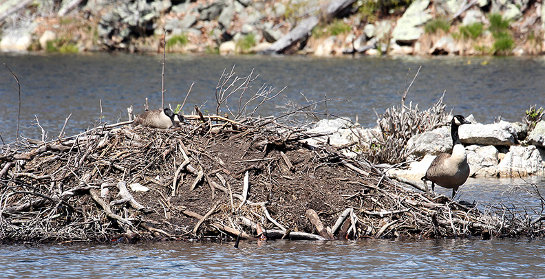 Canada Geese & Beaver Dens