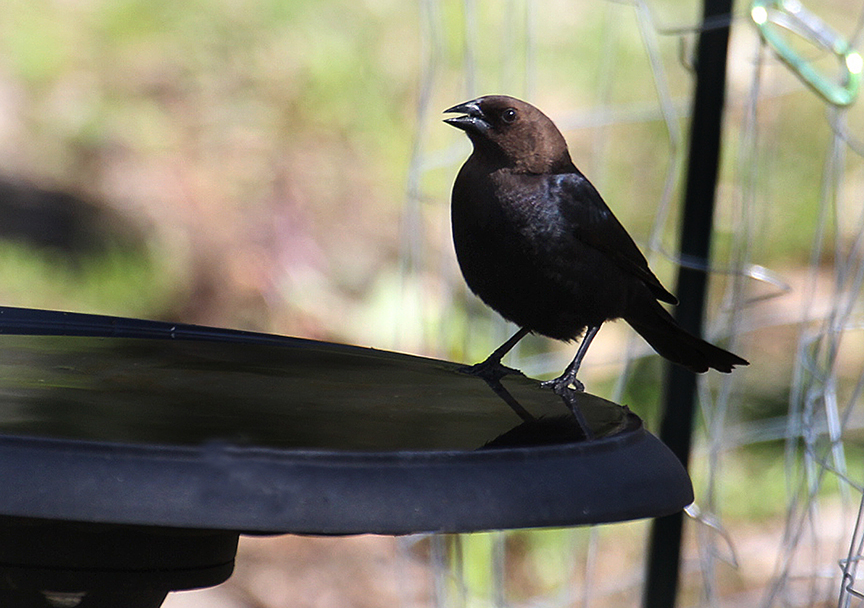 What To Do About Cowbird Eggs?
