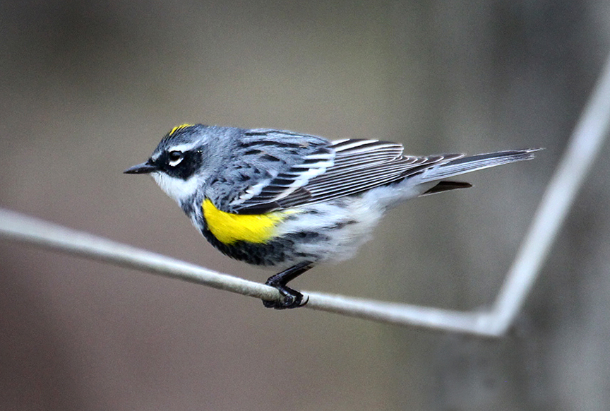 Waiting For Spring Birds