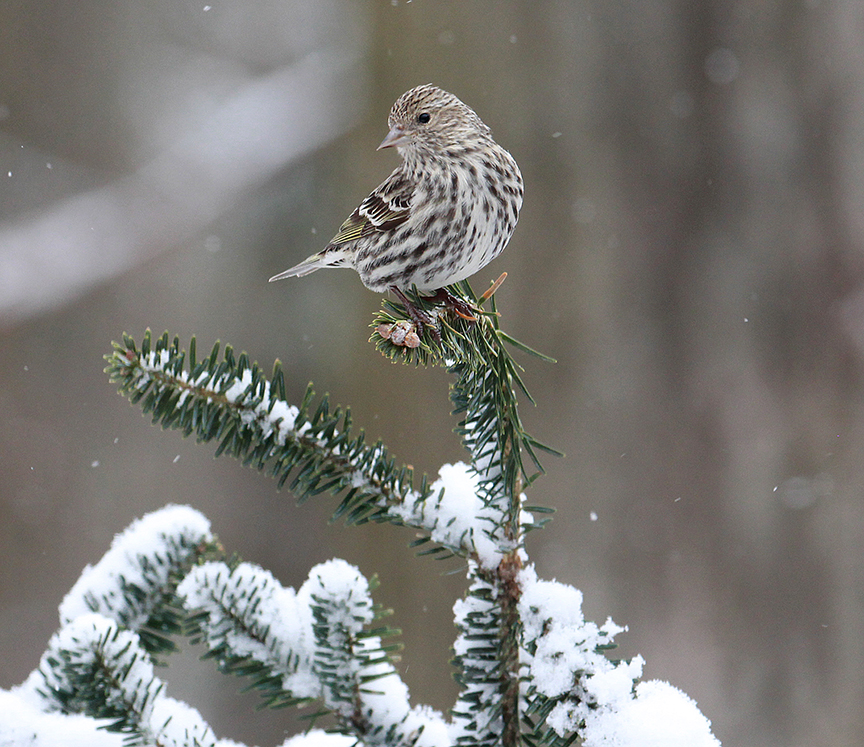 The 202021 Winter Finch Forecast The WEIRS TIMES