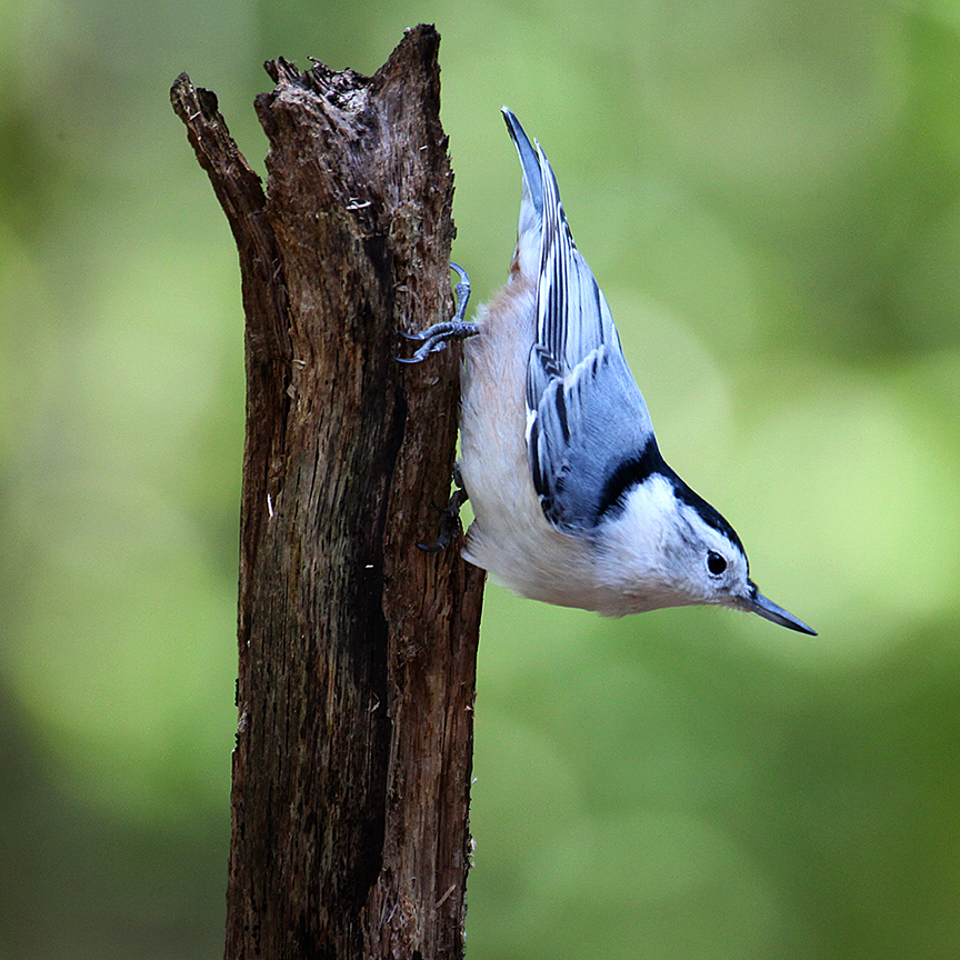 The White-Breasted Nuthatch