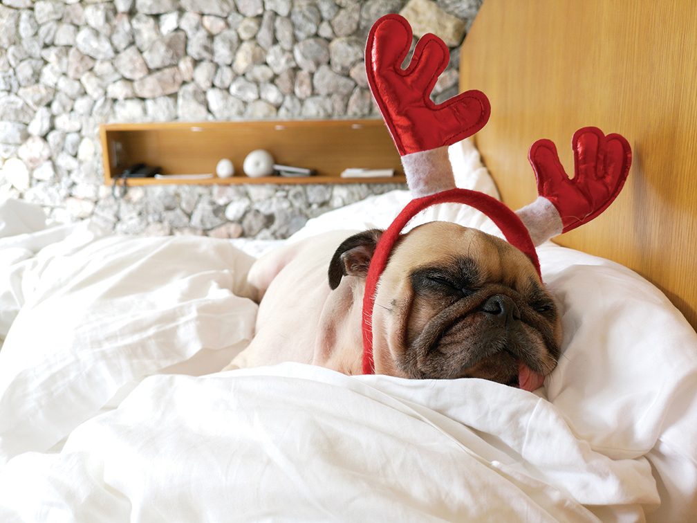 Create A Pet-Friendly Home This Holiday Season