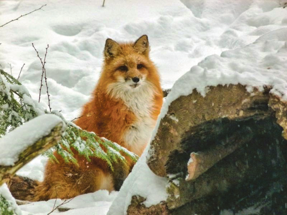 Wild Winter Walks At Squam Lake Science Center