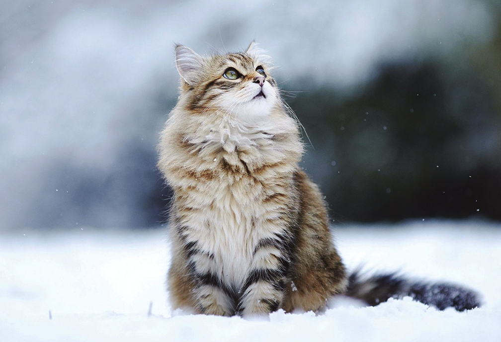 Working Cat Program At NH Humane Society