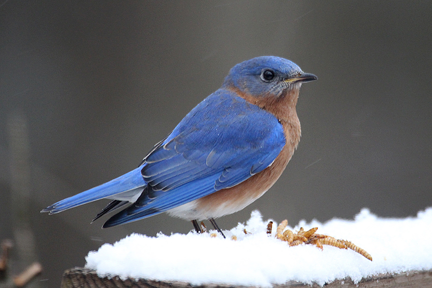 A Great Winter For Bluebirds