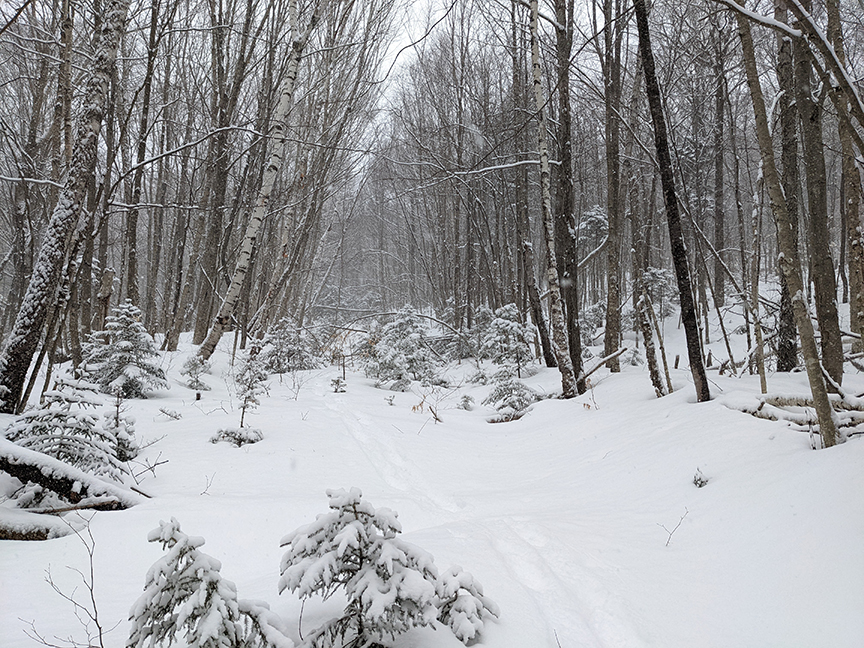 Snowshoeing In The Pemi Woods