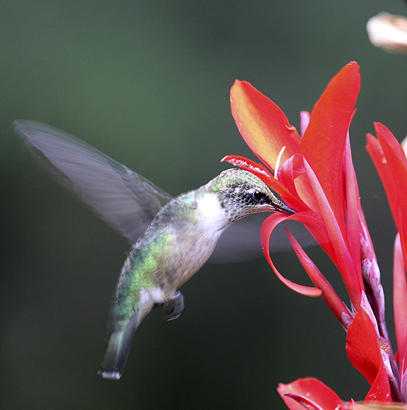 More On Hummingbirds
